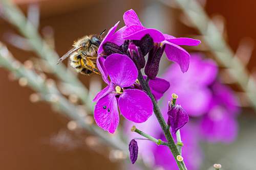 honey bee purple-petaled flower bee